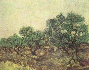 Vincent Van Gogh, Olive Picking (nn04)
